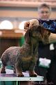 Crufts2011_2 1312